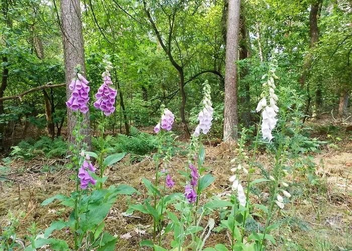 't Gruene Huysje Lägenhet Otterlo